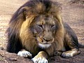 Makalali Reserve 0020