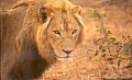 Makalali Reserve 0021