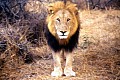 Makalali Reserve 0022