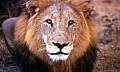 Makalali Reserve 0023