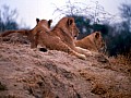 Makalali Reserve 0026