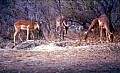Makalali Reserve 0027