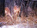 Makalali Reserve 0028