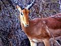 Makalali Reserve 0029