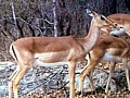 Makalali Reserve 0030
