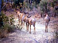Makalali Reserve 0031