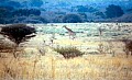 Makalali Reserve 0033