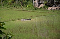 0041 Tana Toraja