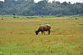 0075 Tana Toraja