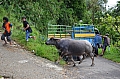 0077 Tana Toraja