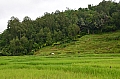 0088 Tana Toraja