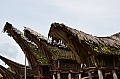 0089 Tana Toraja - Palawa