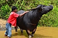 0104 Tana Toraja
