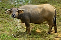 0105 Tana Toraja
