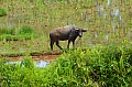 0112 Tana Toraja