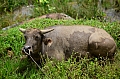 0131 Tana Toraja - Batutumonga
