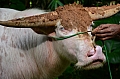 0199 Tana Toraja