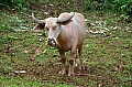 0201 Tana Toraja