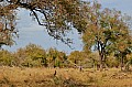 0008 Hlane Royal NP