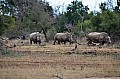 0019 Hlane Royal NP