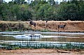 0027 Hlane Royal NP