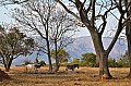0028 Mlilwane Wildlife Sanctuary