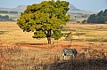 0031 Mlilwane Wildlife Sanctuary