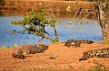 0040 Mlilwane Wildlife Sanctuary