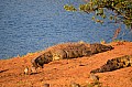 0042 Mlilwane Wildlife Sanctuary