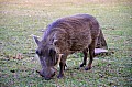 0044 Mlilwane Wildlife Sanctuary