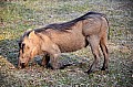 0045 Mlilwane Wildlife Sanctuary
