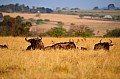 0049 Mlilwane Wildlife Sanctuary