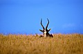 0050 Mlilwane Wildlife Sanctuary