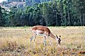0052 Mlilwane Wildlife Sanctuary