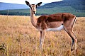 0057 Mlilwane Wildlife Sanctuary