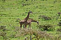 0016 Arusha NP