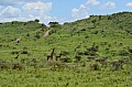 0017 Arusha NP