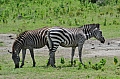 0018 Arusha NP