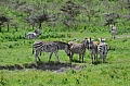 0019 Arusha NP