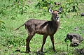 0020 Arusha NP
