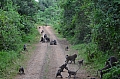 0025 Arusha NP