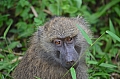 0026 Arusha NP