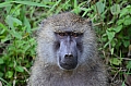 0027 Arusha NP