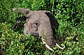 0035 Lake Manyara
