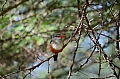 0039 Lake Manyara