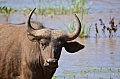 0042 Lake Manyara