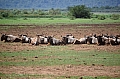 0046 Lake Manyara
