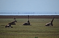 0048 Lake Manyara