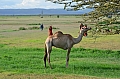 0049 Lake Manyara