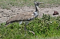 0067 Ngorongoro